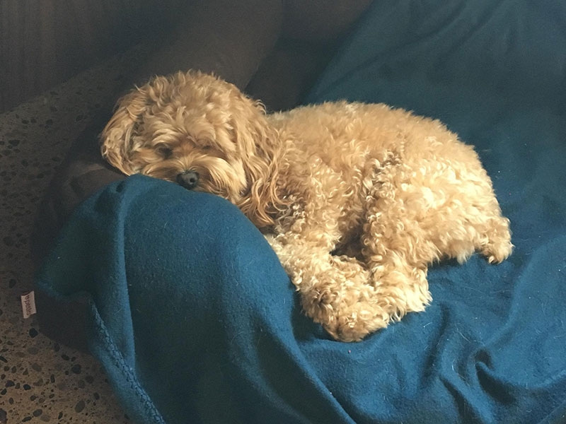 Photo Gallery All American Pet Resorts Shelby Township